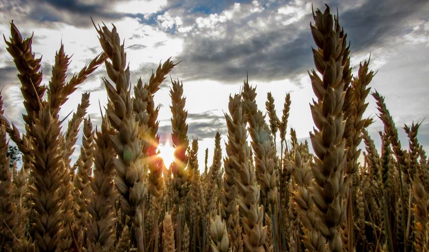 beer-grains-barley