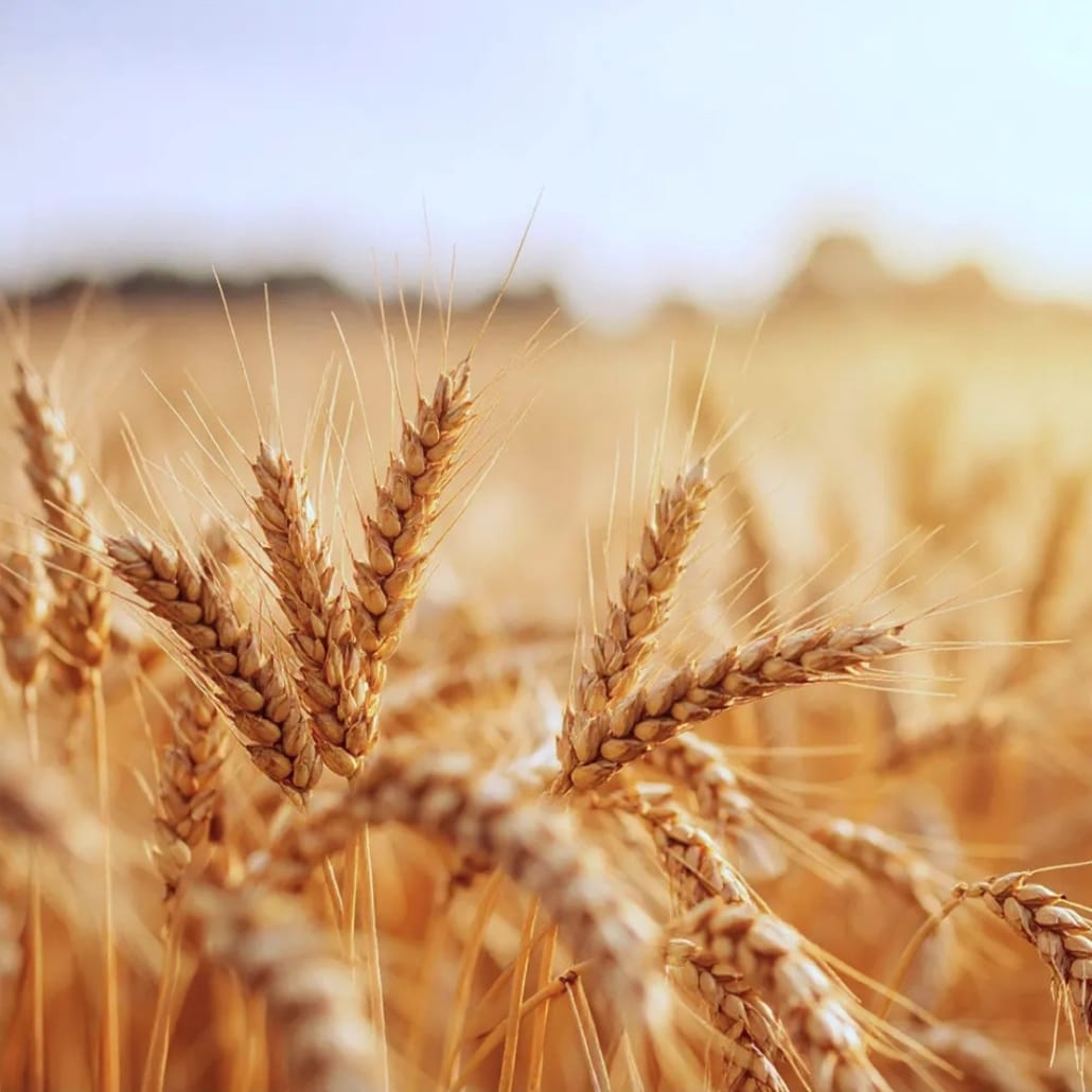Northern Keep Vodka Wheat Field Wheat Field