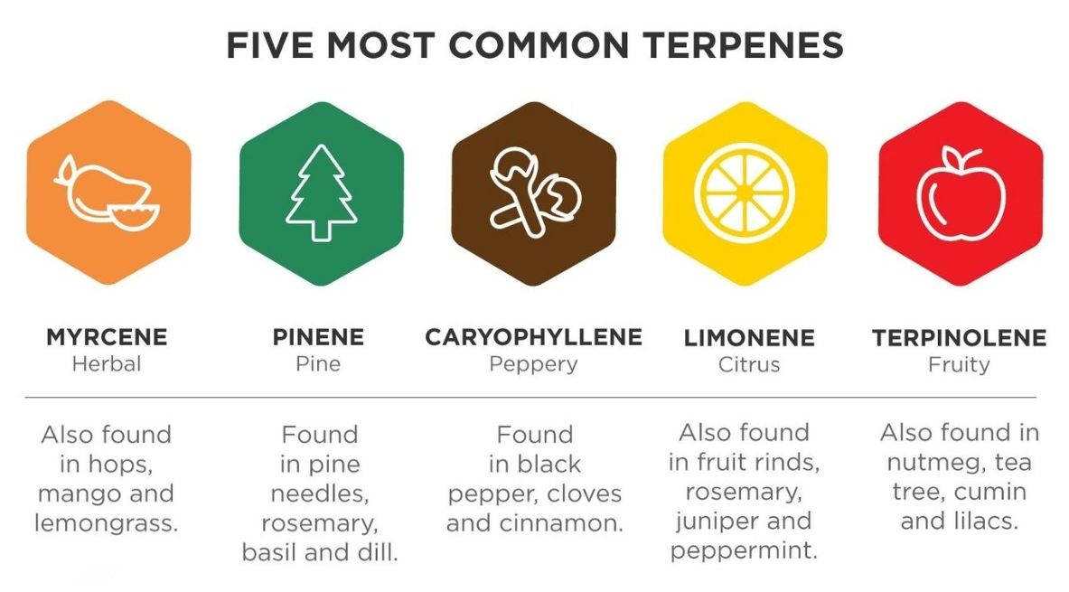 Five Most Common Terpenes