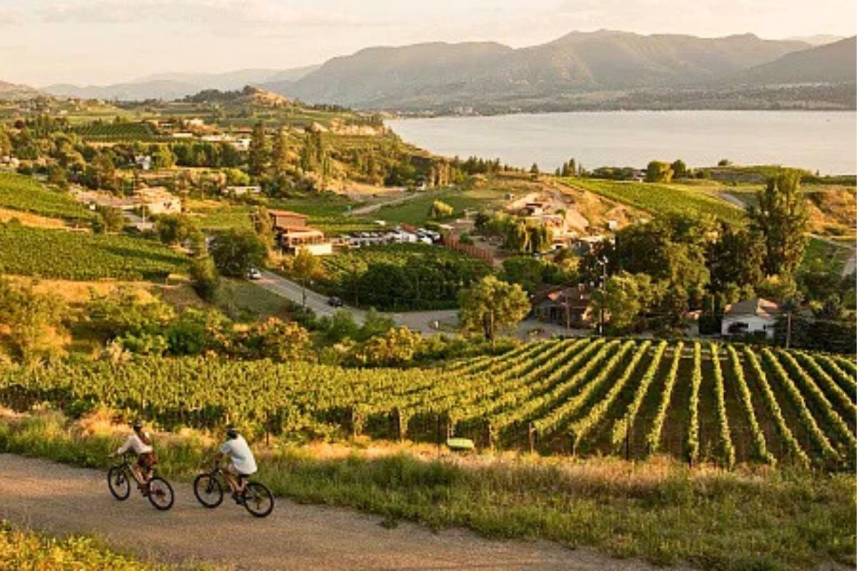 Mt. Boucherie Vineyard