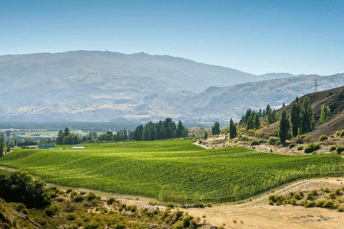 Rua Vineyard