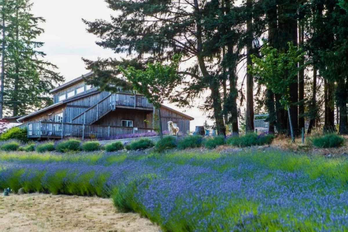Cobble Hill Vineyard - 2 Cobble Hill Vineyard