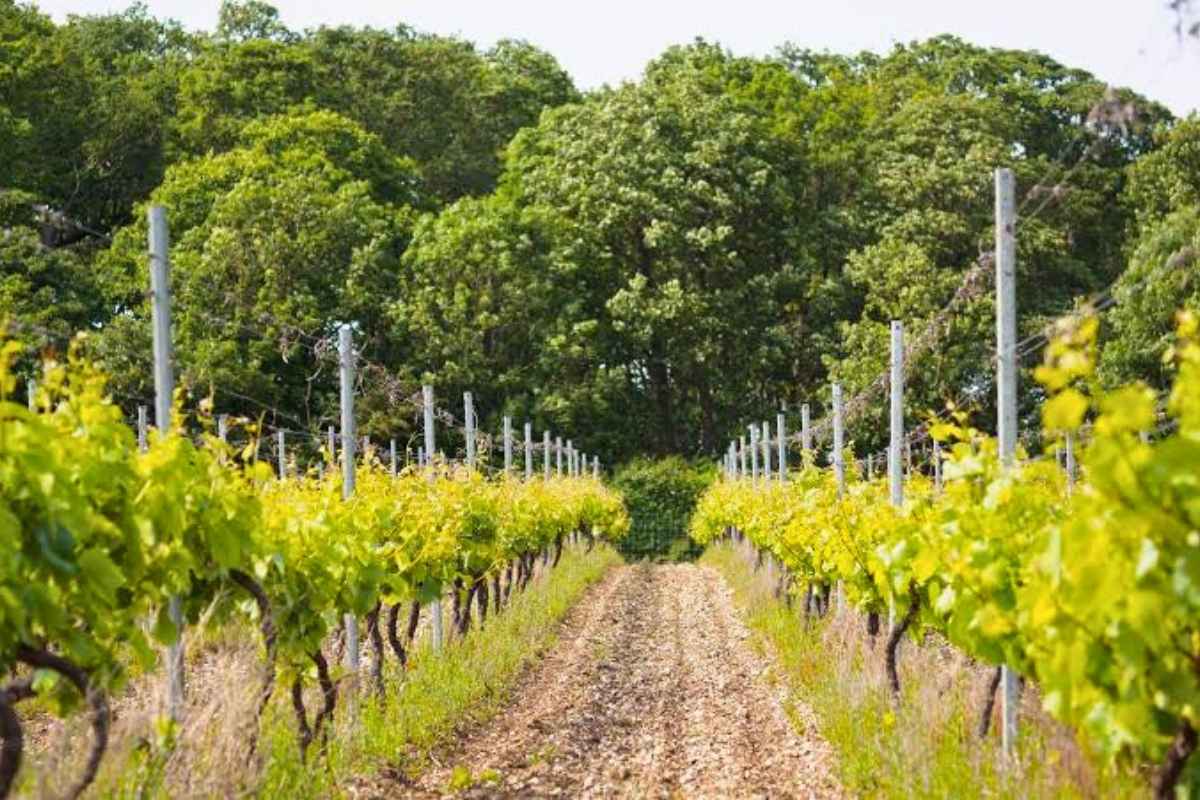 Cobble Hill Vineyard Cobble Hill Vineyard
