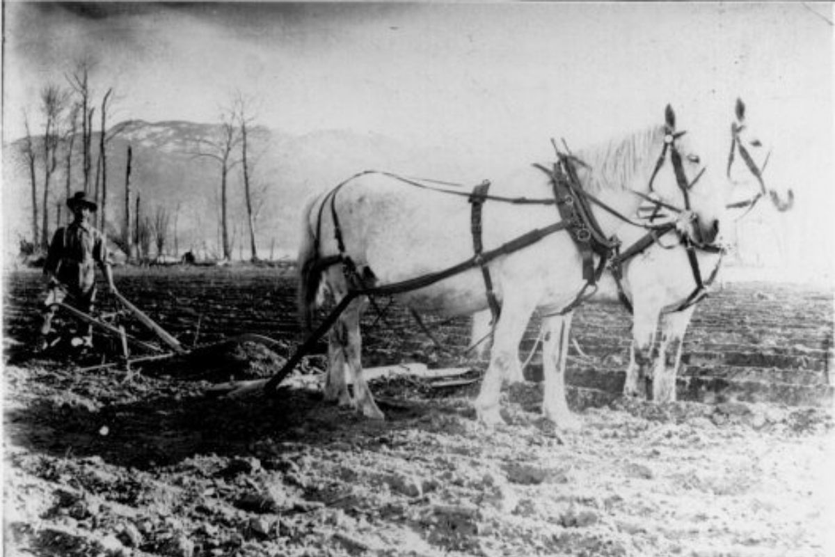 Quails' Gate Winery Historical Photo